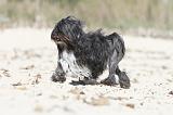 PETIT CHIEN LION 038